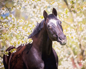Salvana Pferdemineral SENIOR Salvana Pferdemineral SENIOR