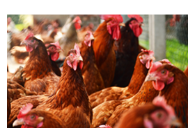 Salvana Tojótyúk-premix-10 kg